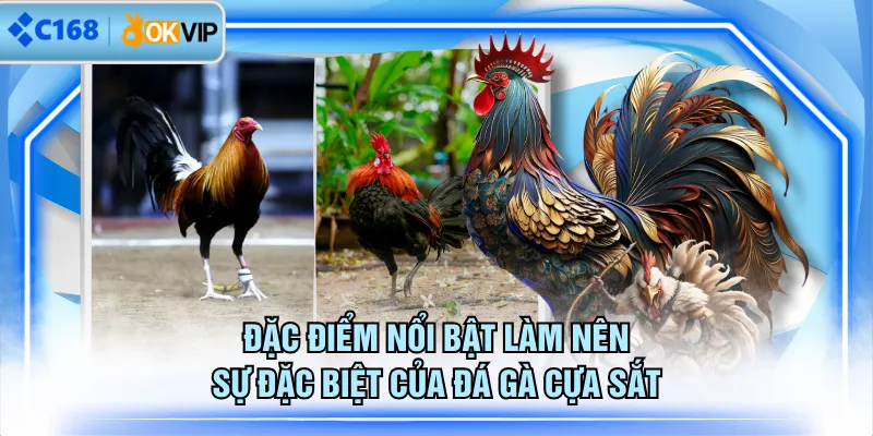 Đặc điểm nổi bật làm nên sự đặc biệt của đá gà cựa sắt